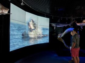 Digital Displays Bring the Wonders of Wildlife Indoors